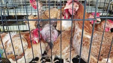 Çiftlik hayvanlarının sahnesi. Kafesteki tavuklar satılık..