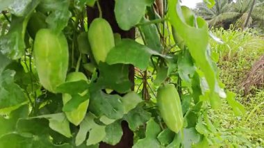 Vahşi agresif sarmaşık kabağı yapraklı meyve bitkisi paslı metal direğin etrafına tırmanıyor..