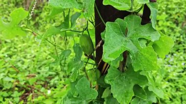 Vahşi agresif sarmaşık kabağı yapraklı meyve bitkisi paslı metal direğin etrafına tırmanıyor..