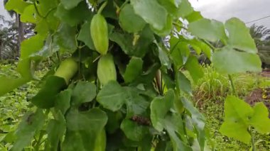 Vahşi agresif sarmaşık kabağı yapraklı meyve bitkisi paslı metal direğin etrafına tırmanıyor..