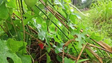 Vahşi agresif sarmaşık kabağı yapraklı meyve bitkisi paslı metal direğin etrafına tırmanıyor..