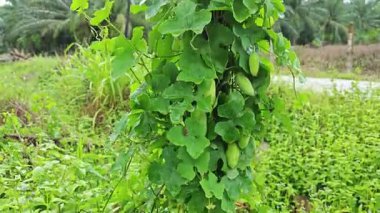 Vahşi agresif sarmaşık kabağı yapraklı meyve bitkisi paslı metal direğin etrafına tırmanıyor..