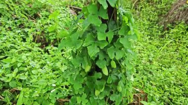 Vahşi agresif sarmaşık kabağı yapraklı meyve bitkisi paslı metal direğin etrafına tırmanıyor..