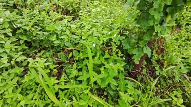 Vahşi agresif sarmaşık kabağı yapraklı meyve bitkisi paslı metal direğin etrafına tırmanıyor..