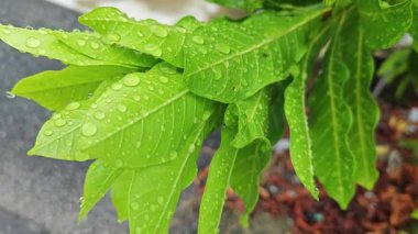 Şiddetli sağanak sonrası yapraklı bitki çayırının çalı yüzeyinde toplanan yağmur damlaları.
