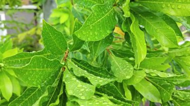 Şiddetli sağanak sonrası yapraklı bitki çayırının çalı yüzeyinde toplanan yağmur damlaları.