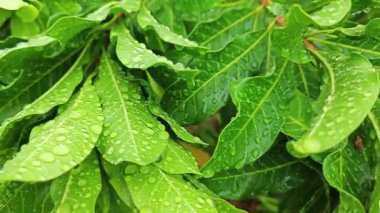 Şiddetli sağanak sonrası yapraklı bitki çayırının çalı yüzeyinde toplanan yağmur damlaları.