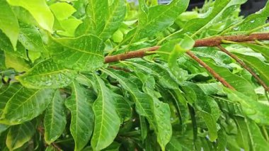 Şiddetli sağanak sonrası yapraklı bitki çayırının çalı yüzeyinde toplanan yağmur damlaları.