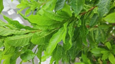 Şiddetli sağanak sonrası yapraklı bitki çayırının çalı yüzeyinde toplanan yağmur damlaları.