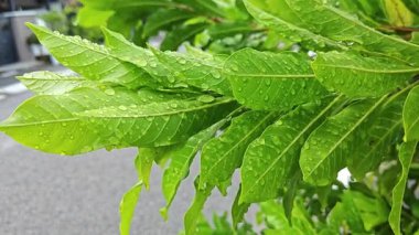 Şiddetli sağanak sonrası yapraklı bitki çayırının çalı yüzeyinde toplanan yağmur damlaları.