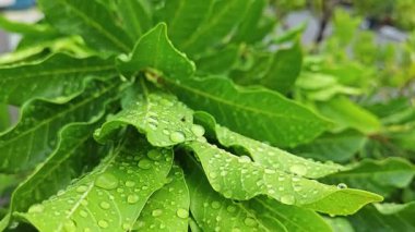 Şiddetli sağanak sonrası yapraklı bitki çayırının çalı yüzeyinde toplanan yağmur damlaları.