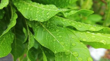Şiddetli sağanak sonrası yapraklı bitki çayırının çalı yüzeyinde toplanan yağmur damlaları.