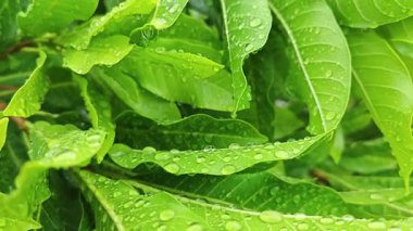 Şiddetli sağanak sonrası yapraklı bitki çayırının çalı yüzeyinde toplanan yağmur damlaları.