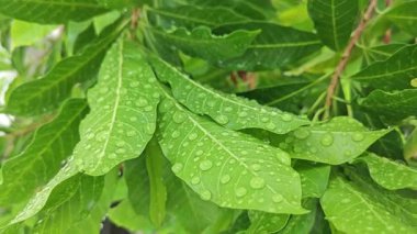 Şiddetli sağanak sonrası yapraklı bitki çayırının çalı yüzeyinde toplanan yağmur damlaları.