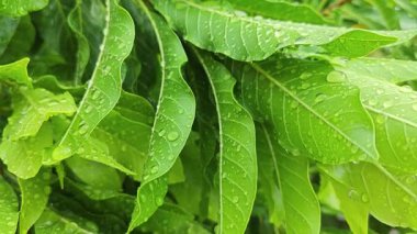 Şiddetli sağanak sonrası yapraklı bitki çayırının çalı yüzeyinde toplanan yağmur damlaları.