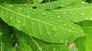 Şiddetli sağanak sonrası yapraklı bitki çayırının çalı yüzeyinde toplanan yağmur damlaları.