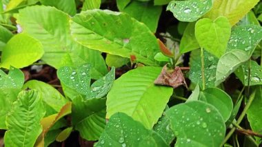 Şiddetli sağanak sonrası yapraklı bitki çayırının çalı yüzeyinde toplanan yağmur damlaları.