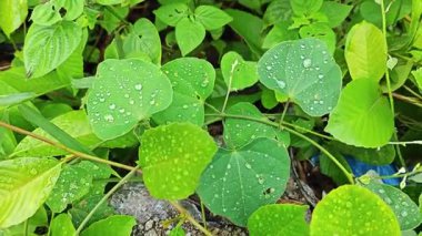 Şiddetli sağanak sonrası yapraklı bitki çayırının çalı yüzeyinde toplanan yağmur damlaları.