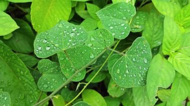 Şiddetli sağanak sonrası yapraklı bitki çayırının çalı yüzeyinde toplanan yağmur damlaları.