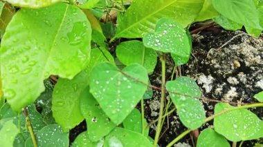 Şiddetli sağanak sonrası yapraklı bitki çayırının çalı yüzeyinde toplanan yağmur damlaları.