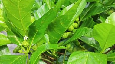 Yapraklı dallardan yeşil morinda citrifolia meyveleri filizleniyor.  