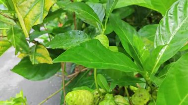 Yapraklı dallardan yeşil morinda citrifolia meyveleri filizleniyor.  