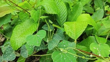 Şiddetli sağanak sonrası yapraklı bitki çayırının çalı yüzeyinde toplanan yağmur damlaları.