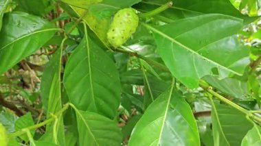 Yapraklı dallardan yeşil morinda citrifolia meyveleri filizleniyor.  