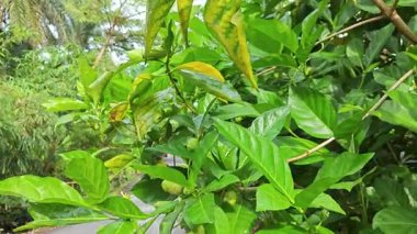Yapraklı dallardan yeşil morinda citrifolia meyveleri filizleniyor.  