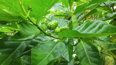 Yapraklı dallardan yeşil morinda citrifolia meyveleri filizleniyor.  