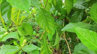 Yapraklı dallardan yeşil morinda citrifolia meyveleri filizleniyor.  