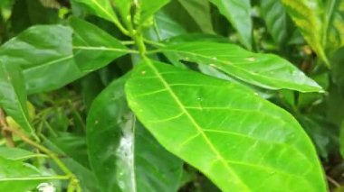 Yapraklı dallardan yeşil morinda citrifolia meyveleri filizleniyor.  