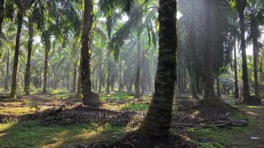 Güneş ışığı uzak bir fidanlıktaki sarkık yapraklı palmiye ağaçlarının etrafında parıldıyor..