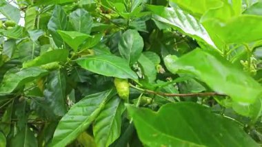 Yapraklı dallardan yeşil morinda citrifolia meyveleri filizleniyor.  