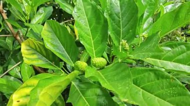 Yapraklı dallardan yeşil morinda citrifolia meyveleri filizleniyor.  