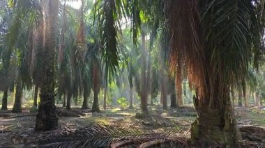 Güneş ışığı uzak bir fidanlıktaki sarkık yapraklı palmiye ağaçlarının etrafında parıldıyor..