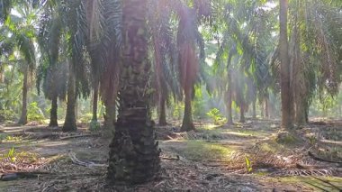 Güneş ışığı uzak bir fidanlıktaki sarkık yapraklı palmiye ağaçlarının etrafında parıldıyor..
