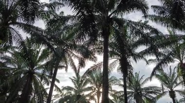 Eğreltiotu, yabani otlar, sürünen ve tırmanan asma bitkilerinin palmiye yağı çiftliğindeki manzarası..