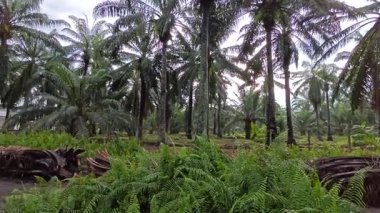 Eğreltiotu, yabani otlar, sürünen ve tırmanan asma bitkilerinin palmiye yağı çiftliğindeki manzarası..