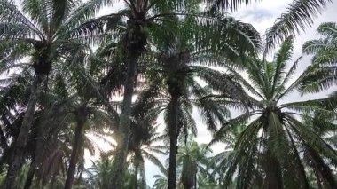 Eğreltiotu, yabani otlar, sürünen ve tırmanan asma bitkilerinin palmiye yağı çiftliğindeki manzarası..