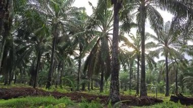 Eğreltiotu, yabani otlar, sürünen ve tırmanan asma bitkilerinin palmiye yağı çiftliğindeki manzarası..