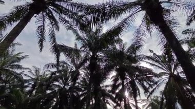 Eğreltiotu, yabani otlar, sürünen ve tırmanan asma bitkilerinin palmiye yağı çiftliğindeki manzarası..