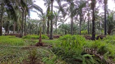 Eğreltiotu, yabani otlar, sürünen ve tırmanan asma bitkilerinin palmiye yağı çiftliğindeki manzarası..