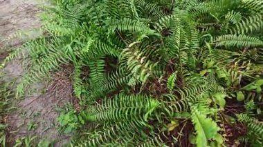 Eğreltiotu, yabani otlar, sürünen ve tırmanan asma bitkilerinin palmiye yağı çiftliğindeki manzarası..