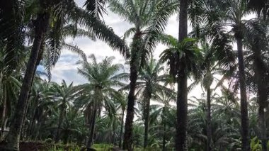 Eğreltiotu, yabani otlar, sürünen ve tırmanan asma bitkilerinin palmiye yağı çiftliğindeki manzarası..