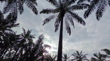 Eğreltiotu, yabani otlar, sürünen ve tırmanan asma bitkilerinin palmiye yağı çiftliğindeki manzarası..