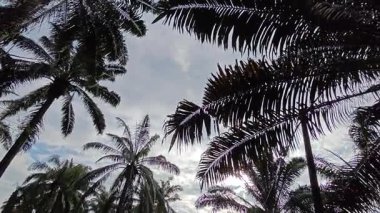 Eğreltiotu, yabani otlar, sürünen ve tırmanan asma bitkilerinin palmiye yağı çiftliğindeki manzarası..