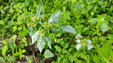 Mantar, beyaz toz küf hastalığı. Heterofilla bitkilerinin yeşil yapraklarını enfekte ediyor..