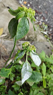 Mantar, beyaz toz küf hastalığı. Heterofilla bitkilerinin yeşil yapraklarını enfekte ediyor..