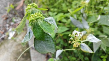Mantar, beyaz toz küf hastalığı. Heterofilla bitkilerinin yeşil yapraklarını enfekte ediyor..